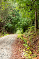 Red Clay Ramble 2026